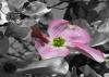Pink Dogwood